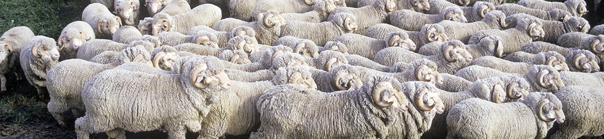 Ugg boots shop wikipedia