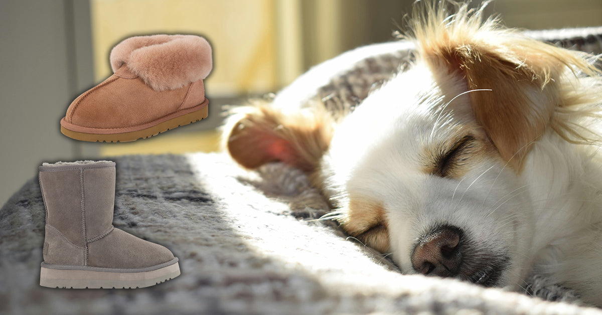 pet sleeping in a sheepskin rug